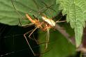 Tetragnatha_montana_D4982_Z_88_Les Gris_Frankrijk